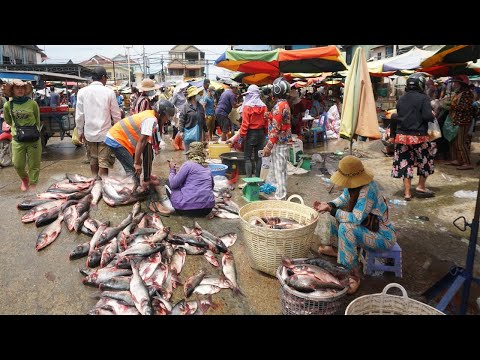 Kilometers 9 Fish Market Show - Many Alive Fish, Dry Fish, Seafood & More Food Selling Here