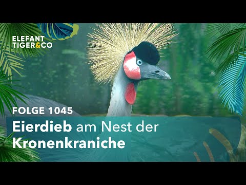 Die geliebte Brut (Folge 1045) | Elefant, Tiger & Co. | MDR