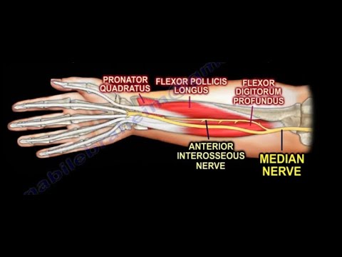 The anterior interosseous nerve A branch of median nerve; Structures it supplies and effect of its d