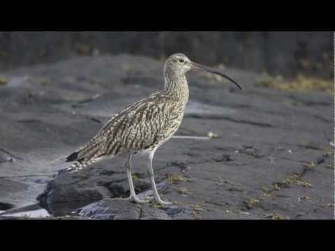 BTO Bird ID - Curlew and Whimbrel