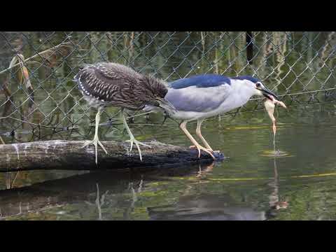 Young Black-crowned Night-Heron begging for food - unsuccessfully
