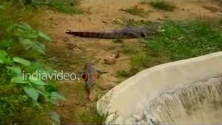 Muta Crocodile Centre, Ranchi