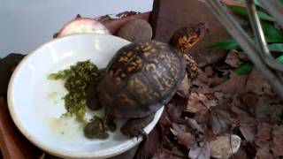Sparky made a deposit - box turtle care