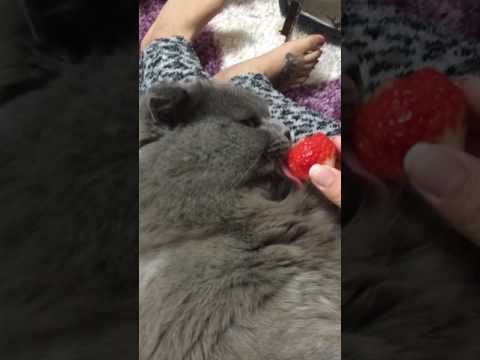 Cat eating strawberry