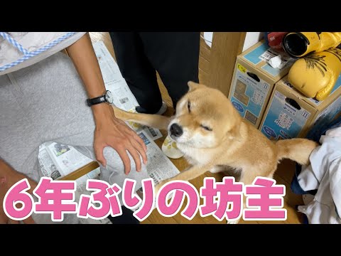 お兄ちゃんが坊主になって大喜び　柴犬小夏