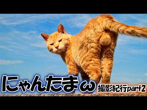 にゃんたま」のYahoo!リアルタイム検索 - X（旧Twitter）を