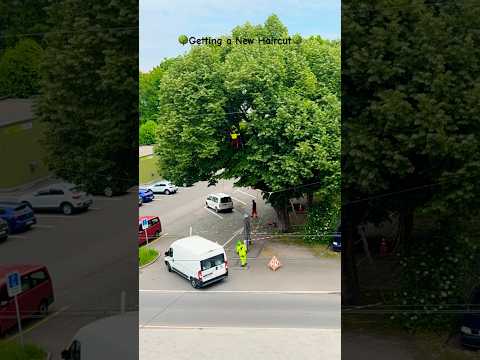 #tree #treetrimming #workinprogress #work #workinghard #beautiful #trending #cuttingskills #trimmer