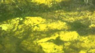 battiti di ali di farfalla   jovanotti   killer carlitos e i pesci!