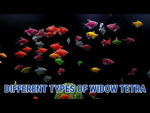 Watch Video on YouTube