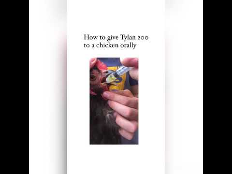 YouTube video about: Can you give la 200 orally to dogs?