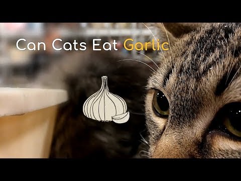 Can Cats Eat Garlic | Is This a Healthy Food for Your Kitten