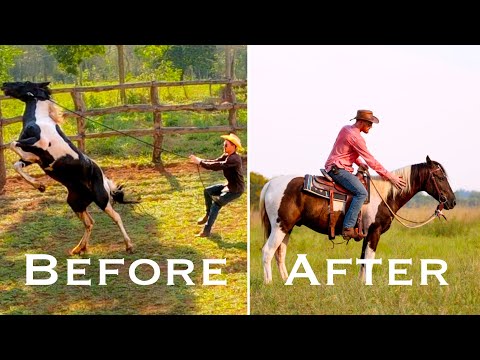 I Tamed A WILD HORSE...Tango's Journey | Final Episode [EP30]