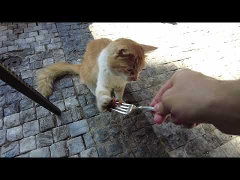 TURKEY STREET CAT WANTS MY FOOD | ISTANBUL KADIKOY We Dine With the Stray Cat | Cat Food Video
