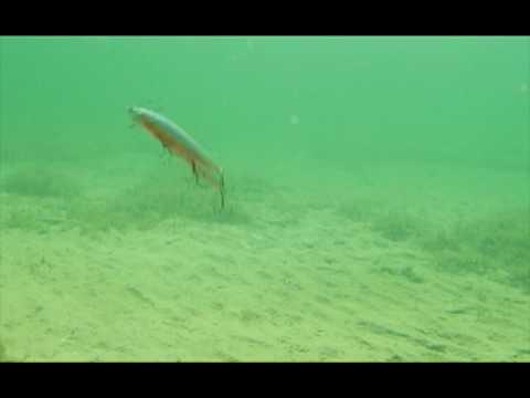 Pacific Sardine (EG-145F#692-713-RP)