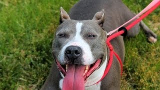 preview picture of video 'Jade, a Friendly 3-year-old Pit bull dog ADOPTED in Manahawkin, NJ'