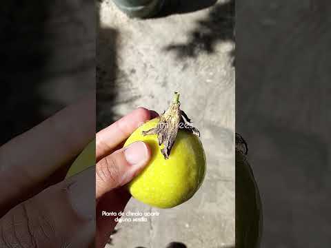 Chinola #sammtrees #maracuya #chinola #fruit #treesb#shorts #vlog #plantas #siembra #nature #garden