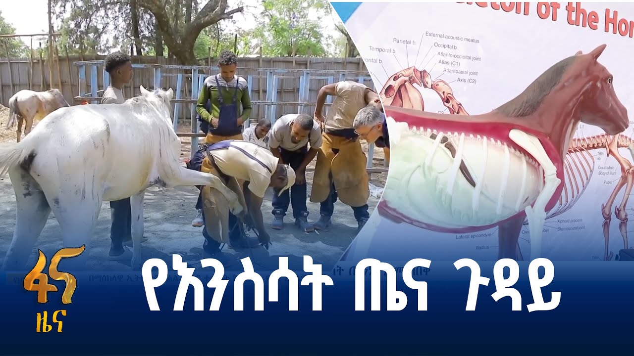 እንስሳት መድኃኒትና ህክምና