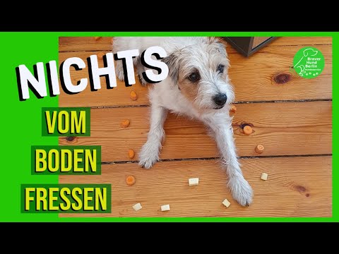 Es nervt! Mein Hund frisst alles vom Boden.