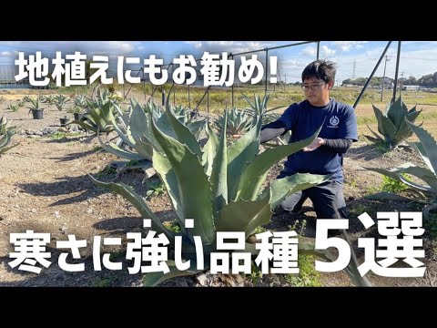 地面の屋外のサボテン 防御生垣 ウチワサボテン ウチワサボテン ficus indica