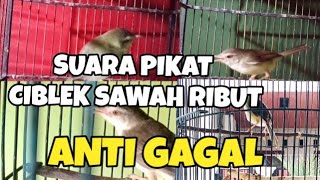 Download lagu Ciblek sawah ribut suara pikat ciblek sawah tercepat mp3 Download lagu Ciblek sawah ribut suara pikat ciblek sawah tercepat mp3