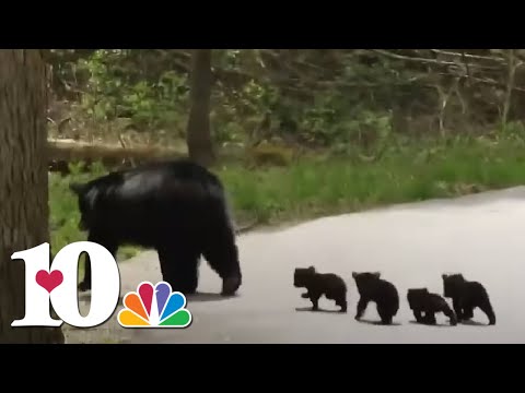 download lagu mp3 mp4 Black Bear Baby Momma, download lagu Black Bear Baby Momma gratis, unduh video klip Black Bear Baby Momma