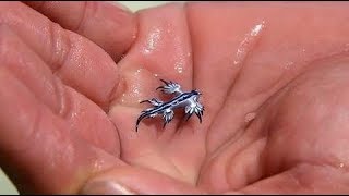 UNBELIEVABLY Tiny Animals