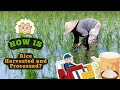 How Is Rice Harvested And Processed Exploring The Steps Behind Every Grain