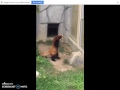 red panda scared of rock