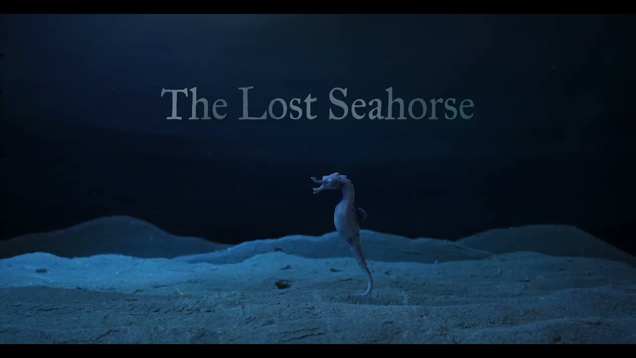 The Lost Seahorse - Official Trailer