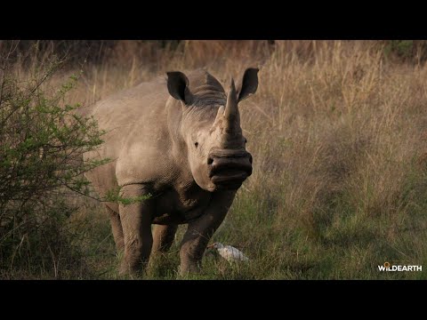 An everything safari  - SafariLIVE Sunset - 07 January 2026