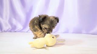 ハーフ犬の動画01