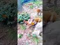 Mother monkey takes revenge when her baby is thrown #monkey #shorts #animal