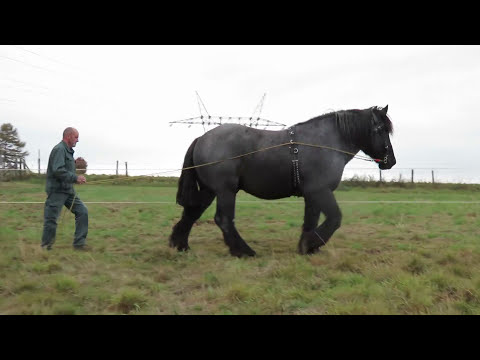 download lagu mp3 mp4 Cheval Belge, download lagu Cheval Belge gratis, unduh video klip Cheval Belge