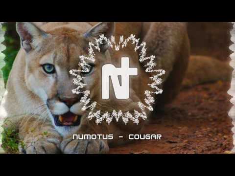 Numotus - Cougar