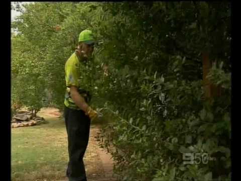 Bob on Garden Gurus last version