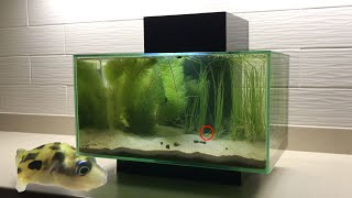 Micro puffer fish in wild aquarium ( pea puffer )