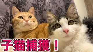 子猫を迎え入れたら先住の凶暴猫とまさかこんなことになるなんて…