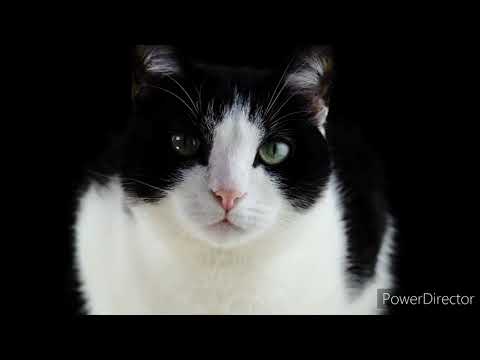 viral shorts ye soch ke dil mera #cat #cats #jubinnotiyal