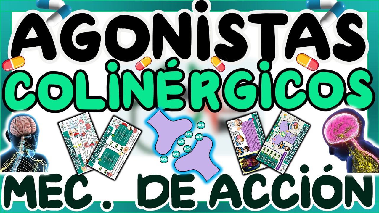 AGONISTAS COLINÉRGICOS MECANISMO DE ACCIÓN | GuiaMed