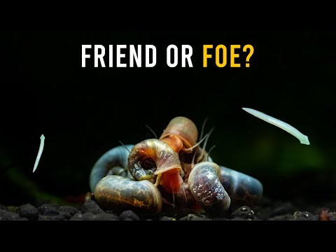 Not All Aquarium Pests Are Dangerous — Some Are BENEFICIAL!