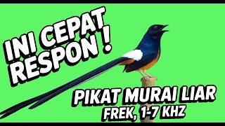 Download lagu 🔥 Suara Pikat Murai Batu Hutan Paling Ampuh Cepat Datang Anti Zonk 🎯 Frekuensi 1-7 KHz mp3