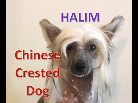 Halim the Chinese Crested Puppy