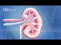 Regeneration of Diseased Kidney