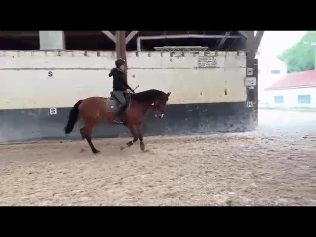 Merrie KWPN Nederlands sportpaard Te koop 2020 Donker bruin / bai ,  DARIUS DU KASAI