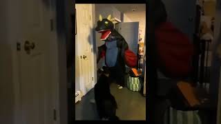Try not to laugh with these funny animals 😂😂 | Best of funny animals 2022