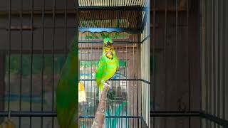 Download lagu CUCAK IJO TROTOL JAMTROK mp3