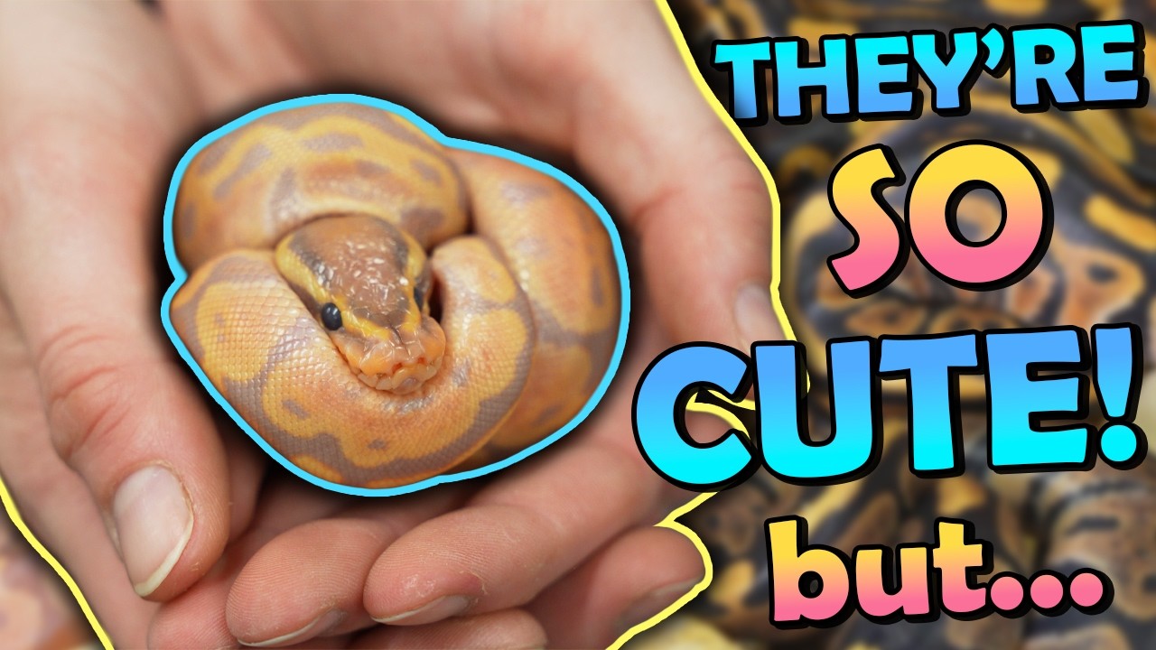 These Baby Snakes Are GORGEOUS... But Something's Wrong