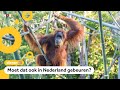Deze apen zijn gevaccineerd tegen corona