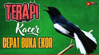 Download lagu PANCINGAN KACER GACOR ISIAN BUKA EKOR | SEKALI DENGAR KACER APAPUN LANGSUNG EMOSI CEPAT BUNYI NEMBAK mp3 Download lagu PANCINGAN KACER GACOR ISIAN BUKA EKOR | SEKALI DENGAR KACER APAPUN LANGSUNG EMOSI CEPAT BUNYI NEMBAK mp3