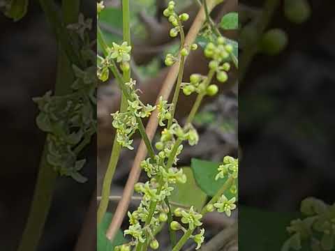 טמוס מצוי פורח Dioscorea communis is blooming